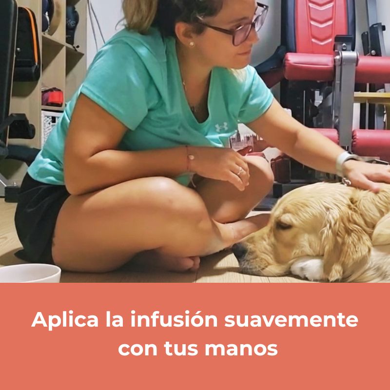 Ritual Natural para Perros – Calma, Hidratación y Conexión