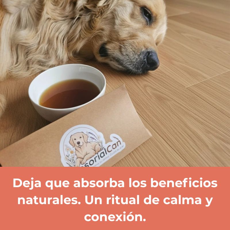 Ritual Natural para Perros – Calma, Hidratación y Conexión